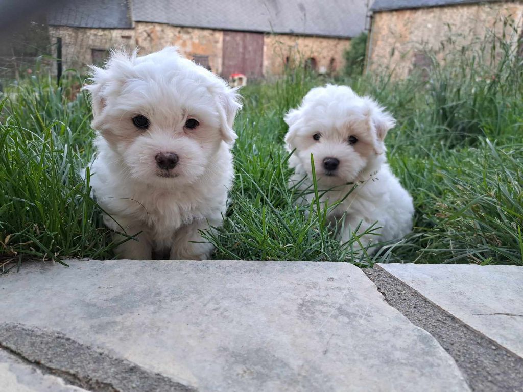 Du Domaine De Fairy Tail - Coton de Tulear - Portée née le 02/05/2024