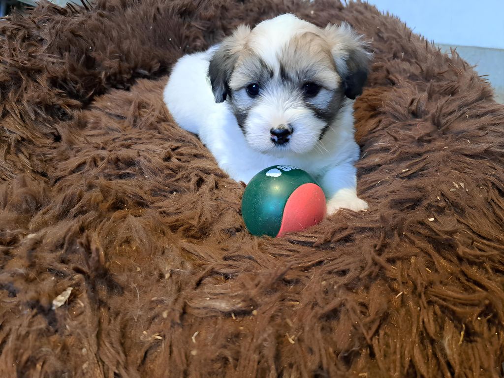 Du Domaine De Fairy Tail - Chiots disponibles - Coton de Tulear