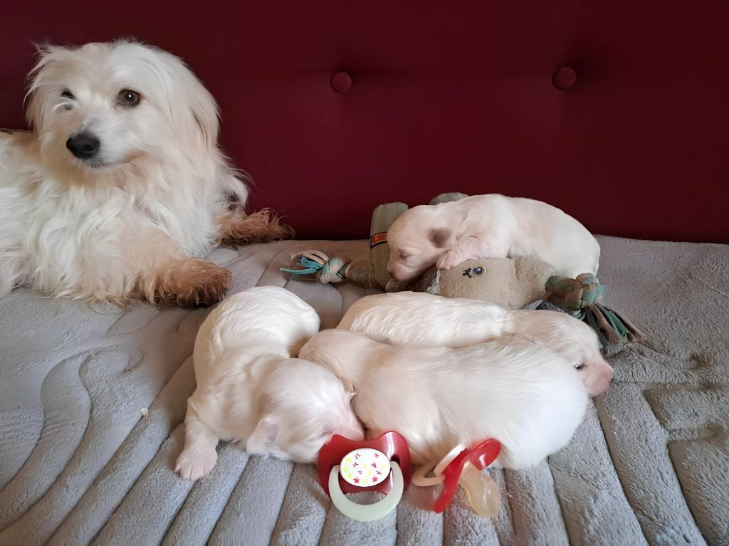 Du Domaine De Fairy Tail - Coton de Tulear - Portée née le 08/02/2024