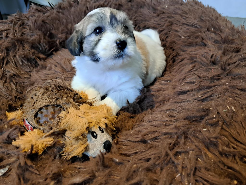 Du Domaine De Fairy Tail - Chiots disponibles - Coton de Tulear