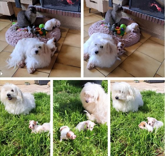 Chiot Coton de Tulear Du Domaine De Fairy Tail