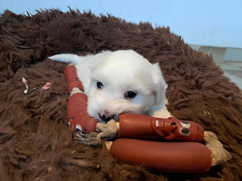 Du Domaine De Fairy Tail - Chiots disponibles - Coton de Tulear