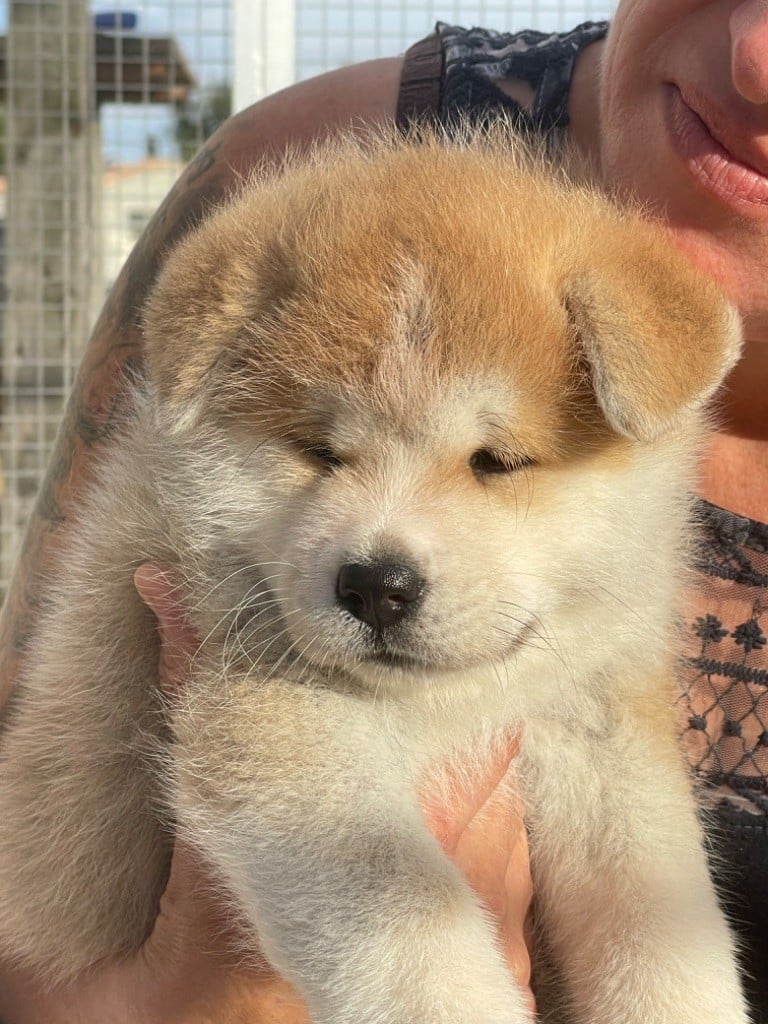 Go Akita No Hasuhana - Chiots disponibles - Akita