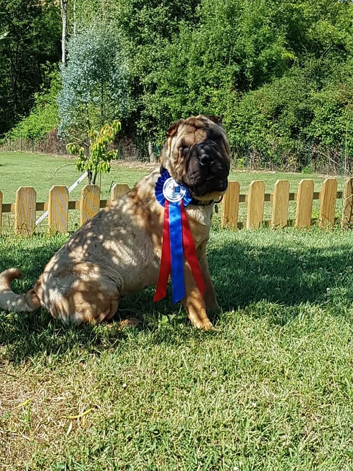 De L'Esprit De Buchido - exposition canine de St MACAIRE 33...