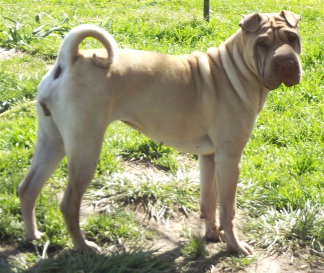 De L'Esprit De Buchido - exposition canine de HERM ce dimanche  28 mai...