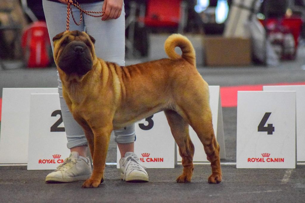 De L'Esprit De Buchido - Exposition canine de BORDEAUX 33....