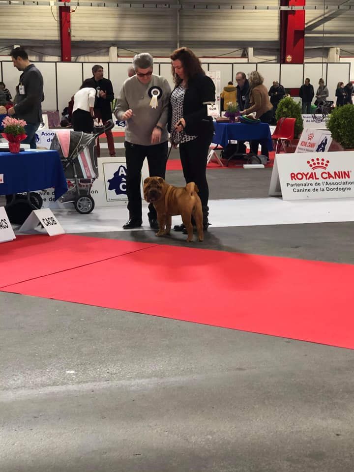 De L'Esprit De Buchido - 07 mars, exposition canine  de PERIGUEUX...