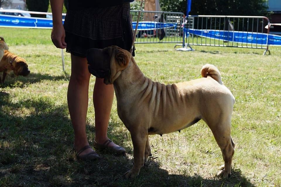 De L'Esprit De Buchido - REGIONALE DE SHAR PEI TOULOUSE