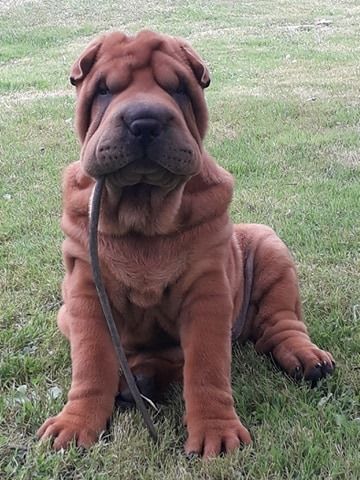 De L'Esprit De Buchido - LE MANS,exposition canine du 17 novembre 2019