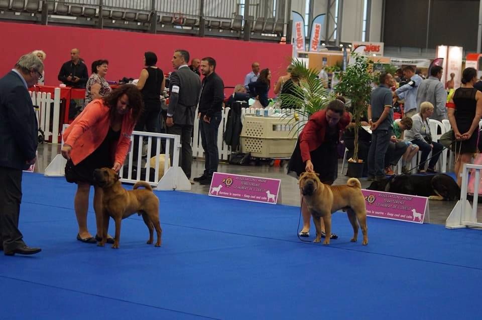 De L'Esprit De Buchido - CHAMPIONNAT de FRANCE 2017 a NANTES