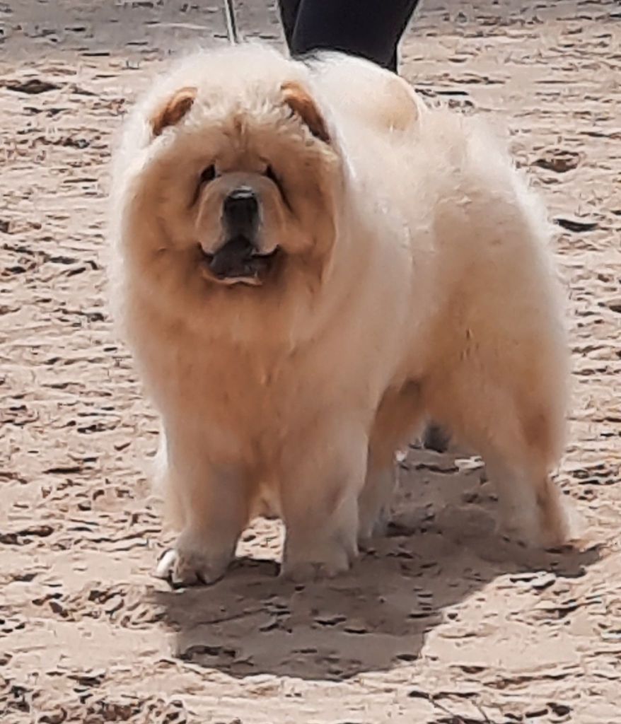 De L'Esprit De Buchido - exposition canine cacs...