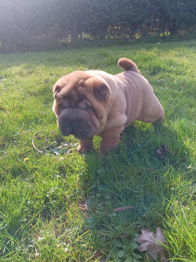 De L'Esprit De Buchido - Chiots disponibles - Shar Pei