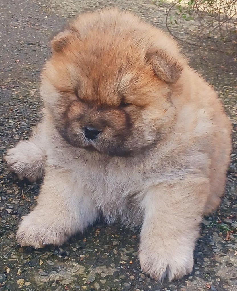 De L'Esprit De Buchido - Chiots disponibles - Chow Chow