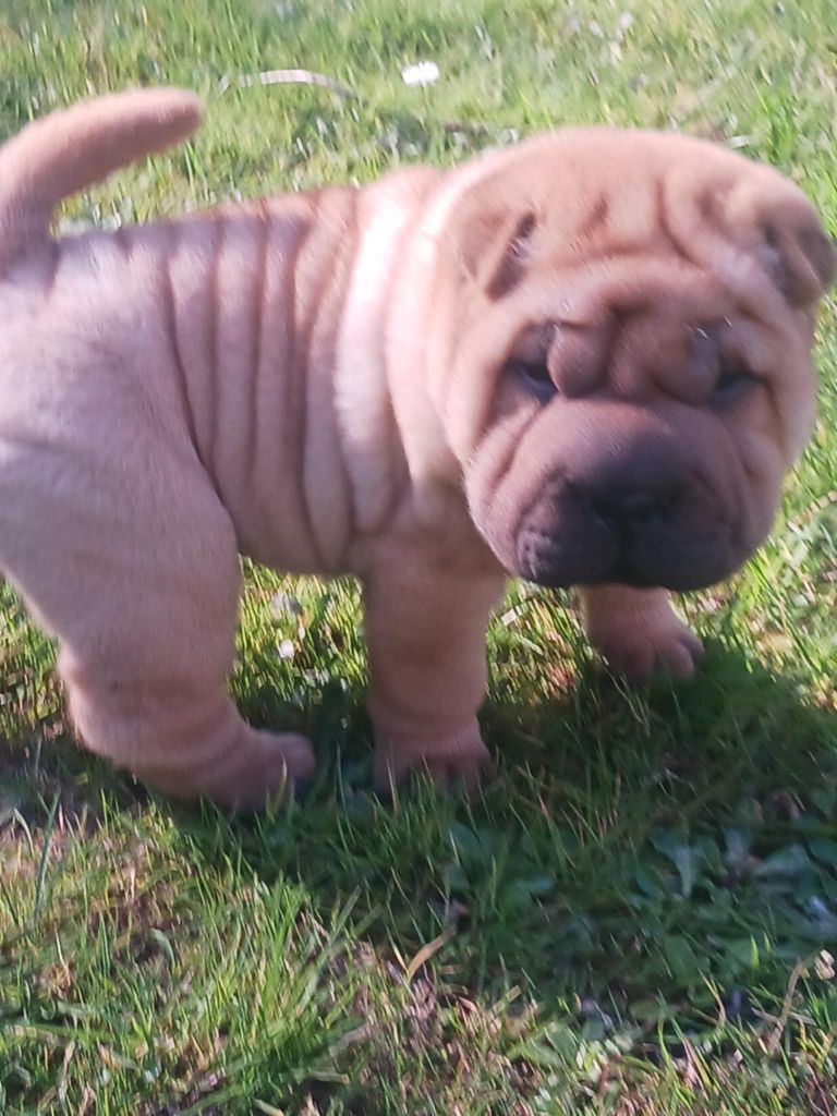 De L'Esprit De Buchido - Chiots disponibles - Shar Pei