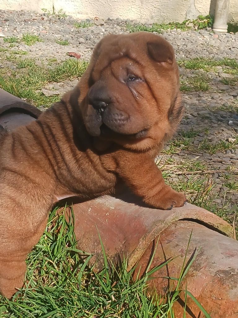 De L'Esprit De Buchido - Chiots disponibles - Shar Pei