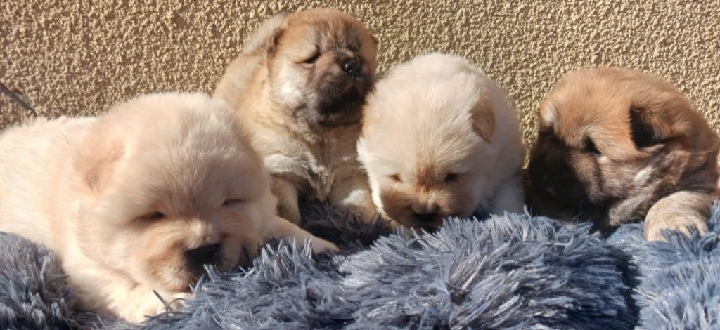 Chiot Chow Chow De L'Esprit De Buchido