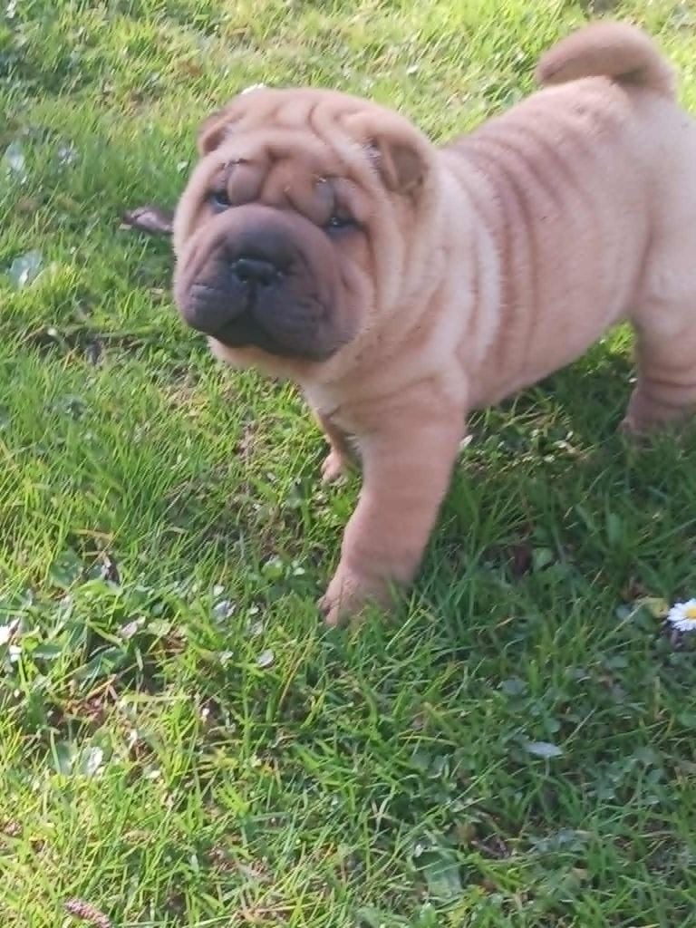 De L'Esprit De Buchido - Chiots disponibles - Shar Pei