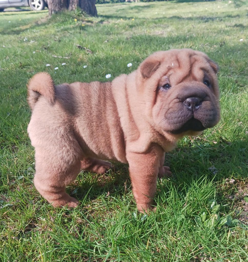 De L'Esprit De Buchido - Chiots disponibles - Shar Pei