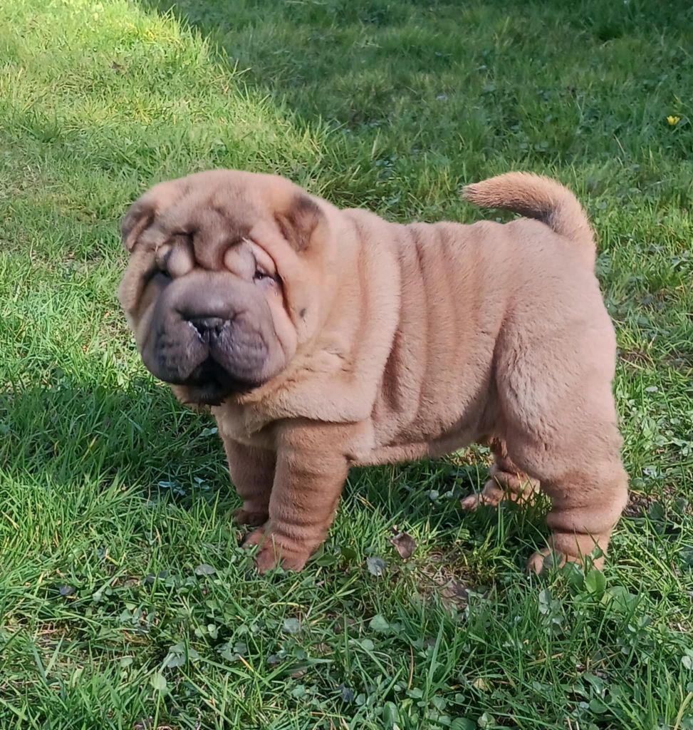 De L'Esprit De Buchido - Chiots disponibles - Shar Pei