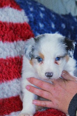 Femelle bleu merle queue longue