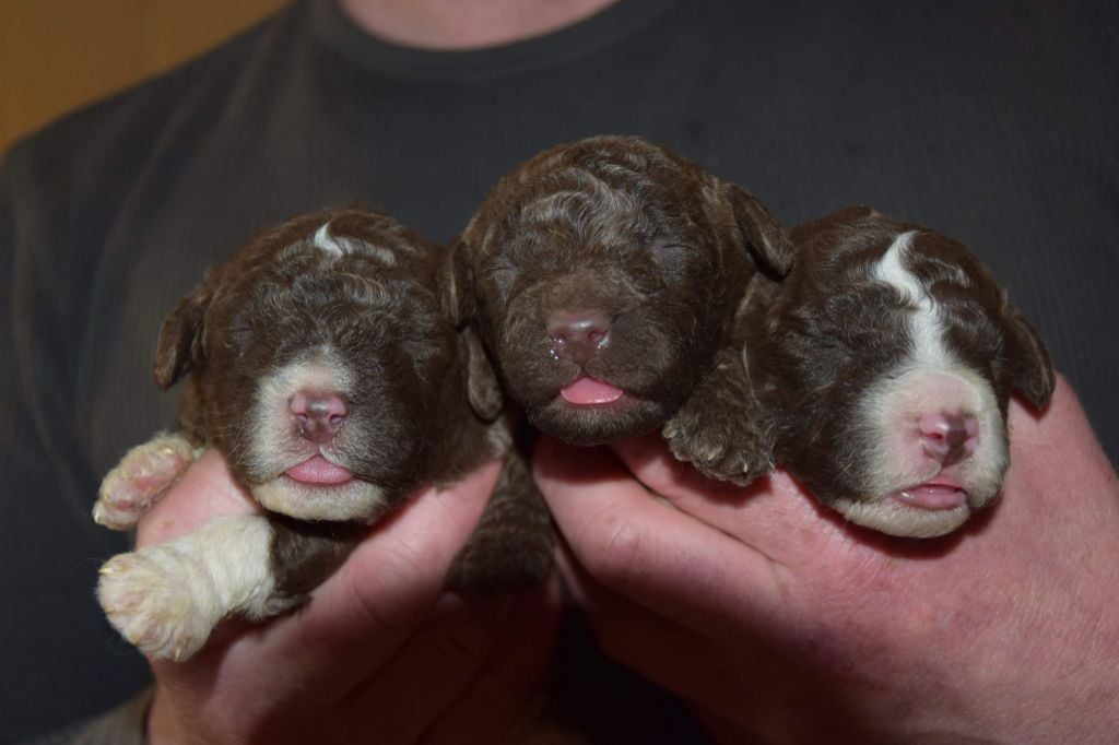 Vom Hause Kristo - Une portée de 13 bébés ! 