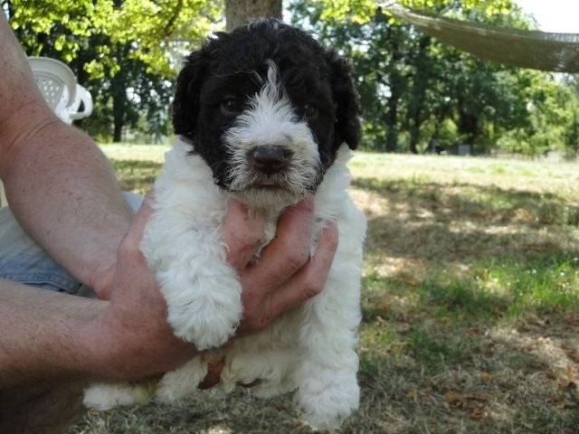 Vom Hause Kristo - Chien d'eau espagnol - Portée née le 27/08/2016