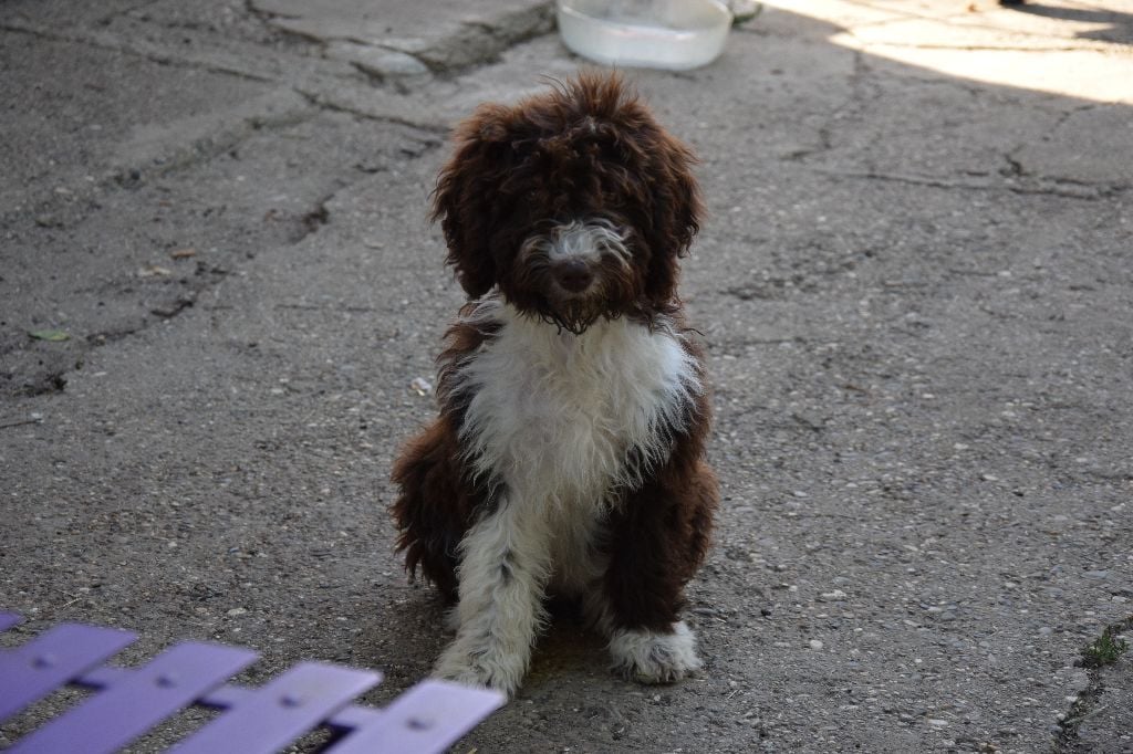 Vom Hause Kristo - Chien d'eau espagnol - Portée née le 20/04/2017