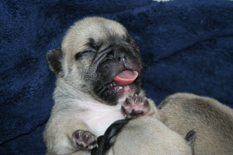 Chiot Bouledogue français De La Flamme De Chanel