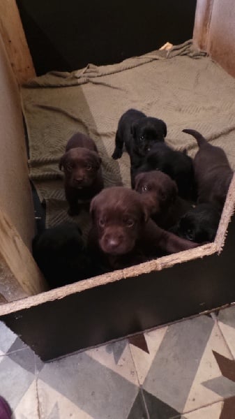 du domaine des honos - Labrador Retriever - Portée née le 03/03/2015