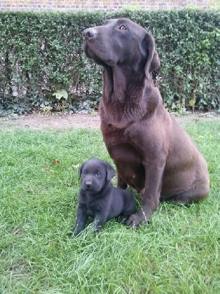 du domaine des honos - Labrador Retriever - Portée née le 08/08/2013