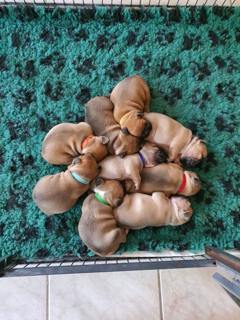 Du Parc De Beaulieu - Bébés Bouledogues Français à reserver