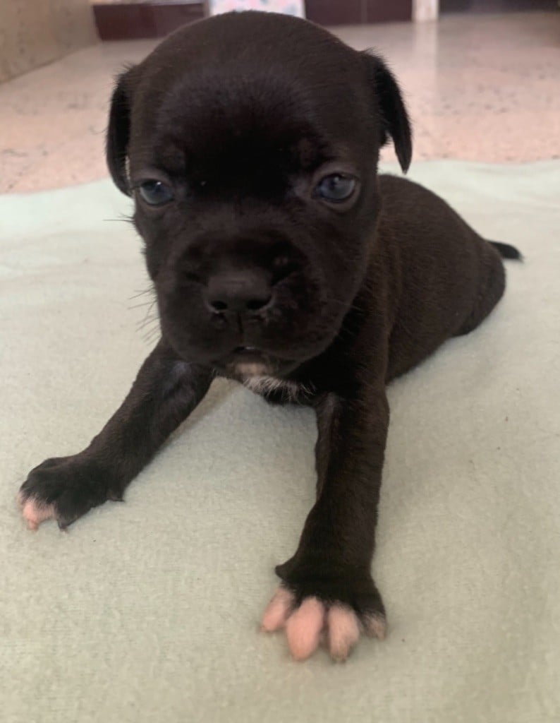 of little james - Chiots disponibles - Staffordshire Bull Terrier