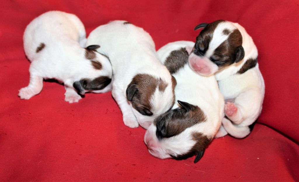 Chiots inscrits au LOF à réserver