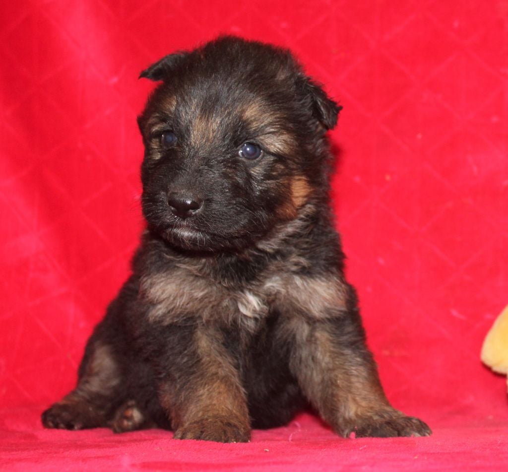 du Verger De Bourlon - Chiots disponibles - Berger Allemand Poil Long