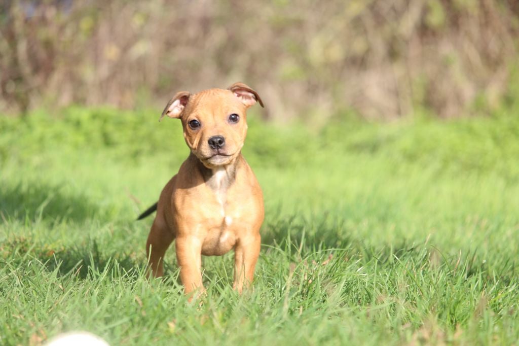 Good Choice's Select - Chiots disponibles - Staffordshire Bull Terrier