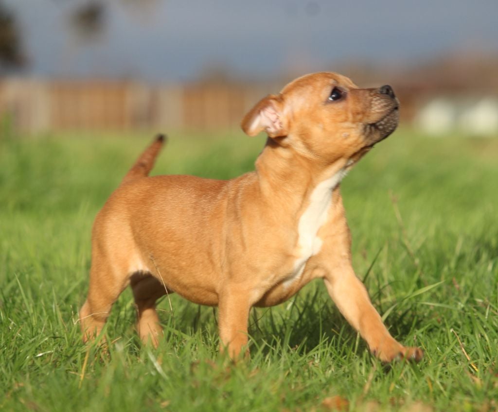 Good Choice's Select - Chiots disponibles - Staffordshire Bull Terrier