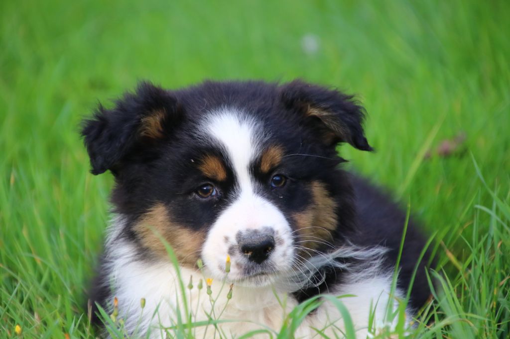 des Légendes de Maika - Chiots disponibles - Berger Australien