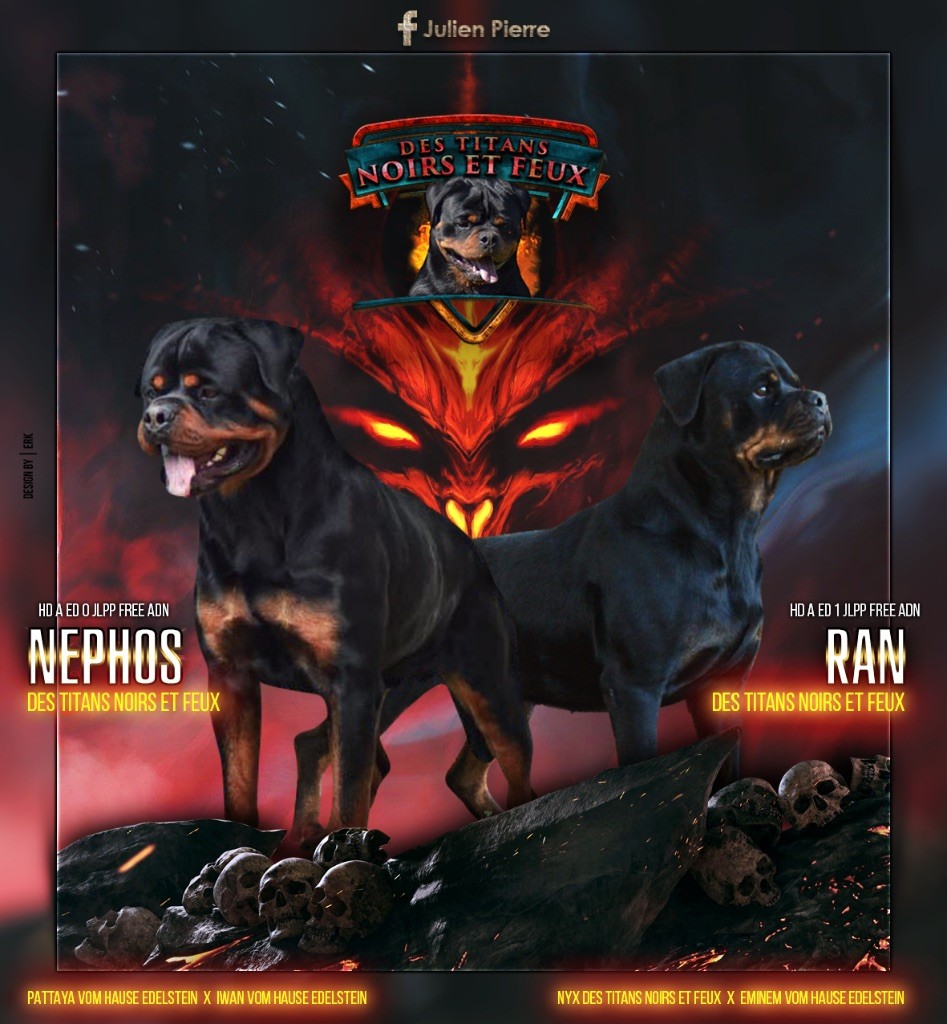 Des Titans Noirs Et Feux - Rottweiler - Portée née le 23/05/2023