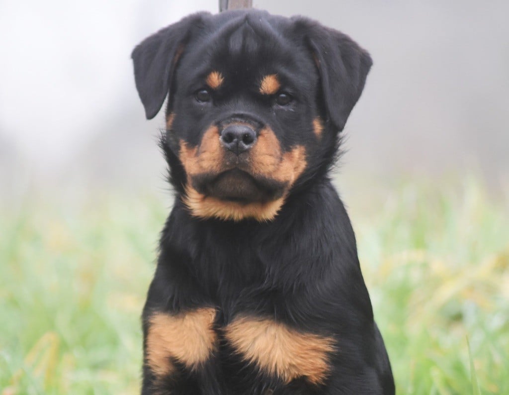 Des Titans Noirs Et Feux - Chiots disponibles - Rottweiler