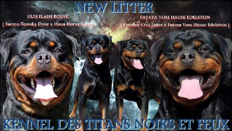 Chiot Rottweiler Des Titans Noirs Et Feux