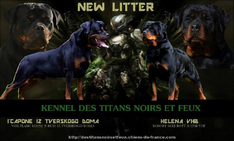 Chiot Rottweiler Des Titans Noirs Et Feux