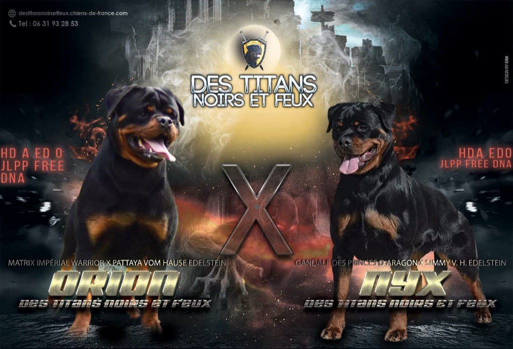 Des Titans Noirs Et Feux - Rottweiler - Portée née le 20/09/2019