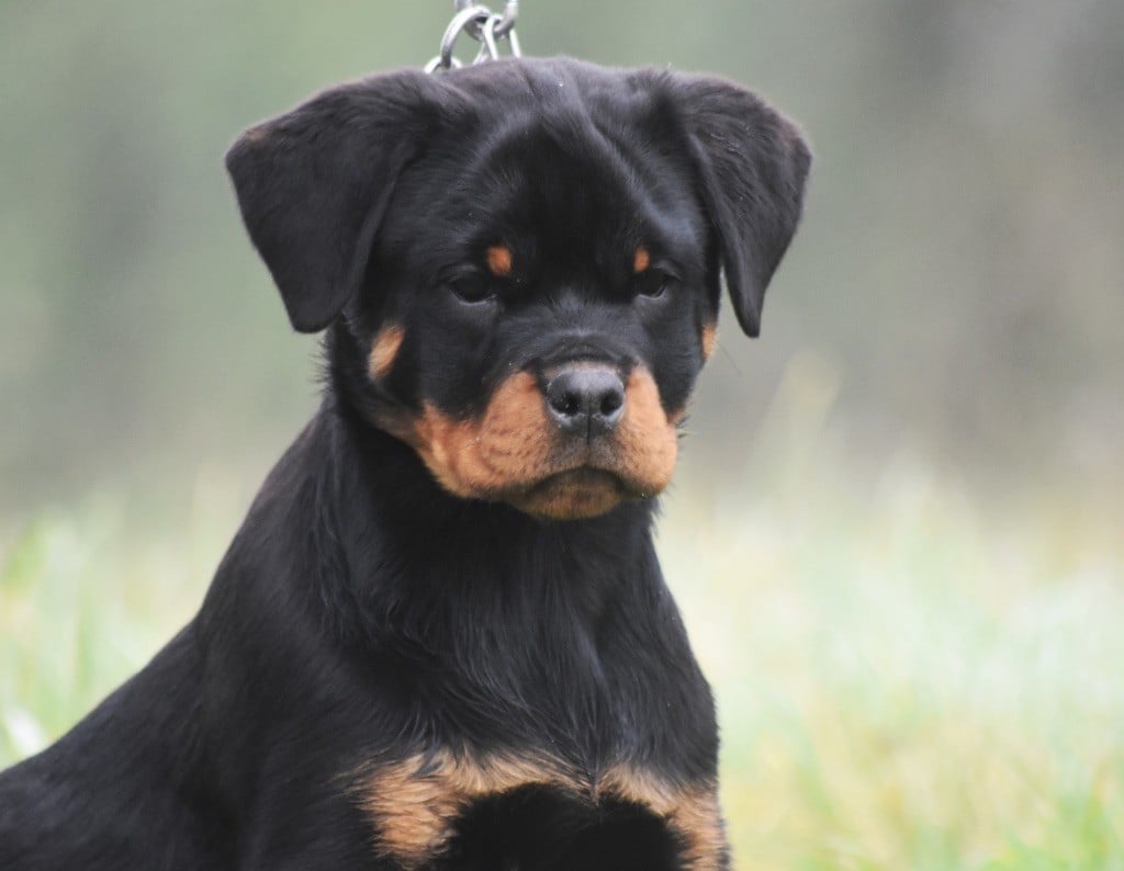 Des Titans Noirs Et Feux - Chiots disponibles - Rottweiler