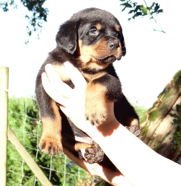 Des Titans Noirs Et Feux - Rottweiler - Portée née le 10/10/2014