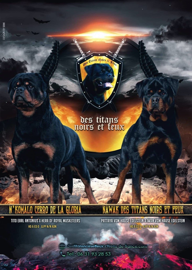 Chiot Rottweiler Des Titans Noirs Et Feux