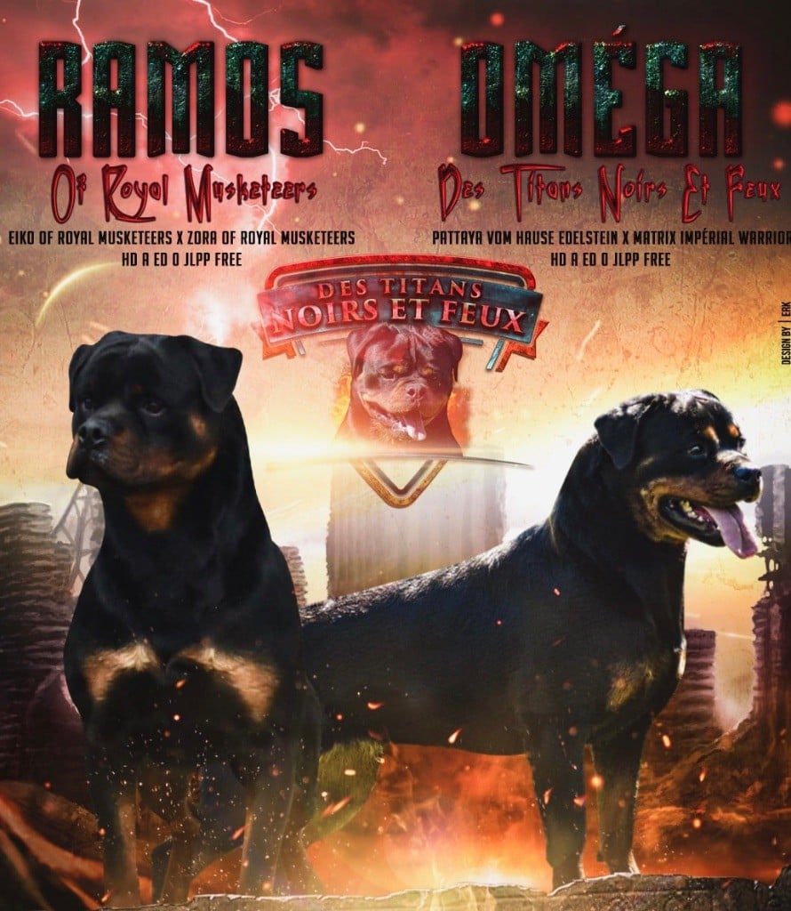 Chiot Rottweiler Des Titans Noirs Et Feux