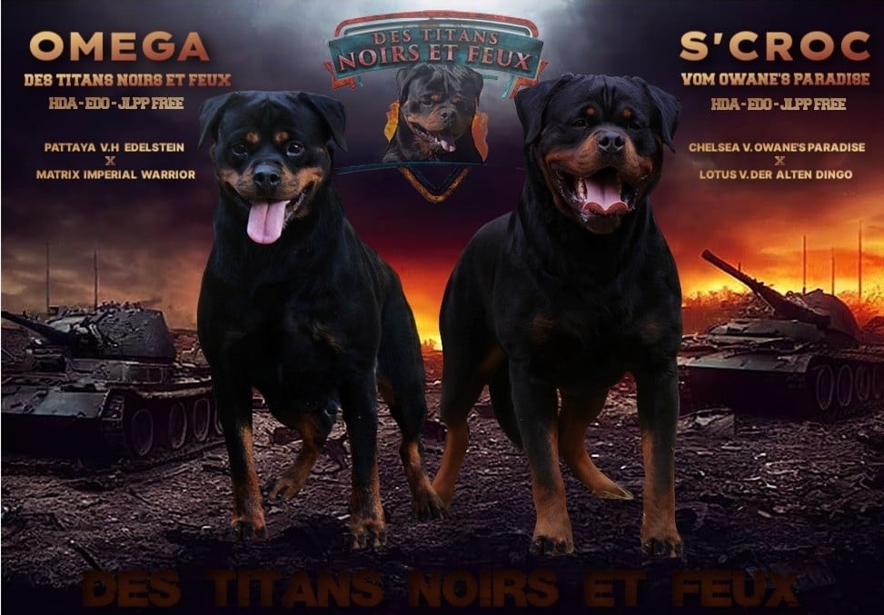 Chiot Rottweiler Des Titans Noirs Et Feux