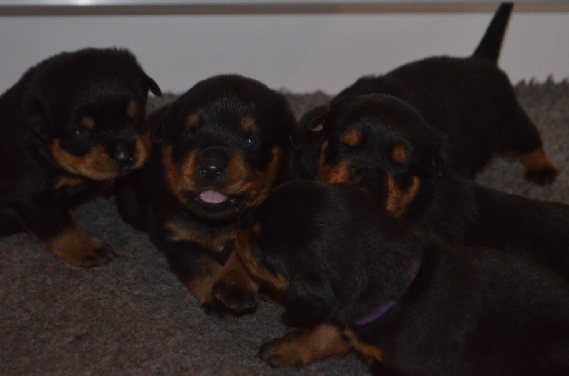 Chiot Rottweiler Des Titans Noirs Et Feux