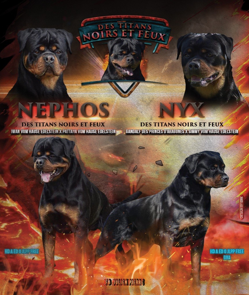 Des Titans Noirs Et Feux - Rottweiler - Portée née le 12/08/2021