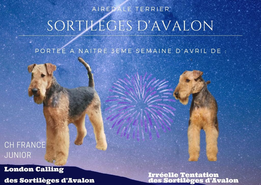 Des Sortilèges D'Avalon - Des bébés bientôt !!!!